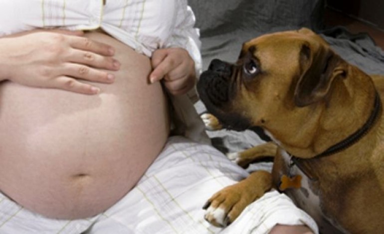 cane gravidanza cosa fare