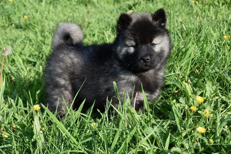 Animali domestici per bambini