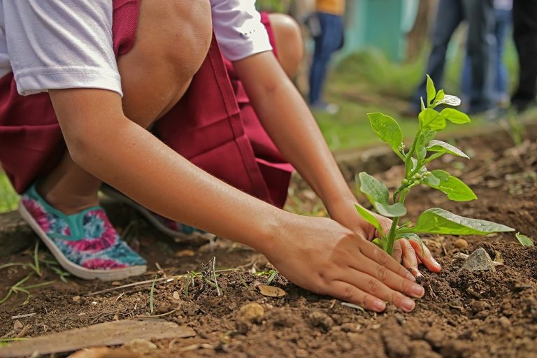 Cosa deve contenere un kit di giardinaggio per bambini