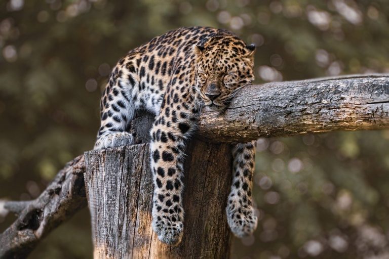 Perché portare i bambini allo zoo