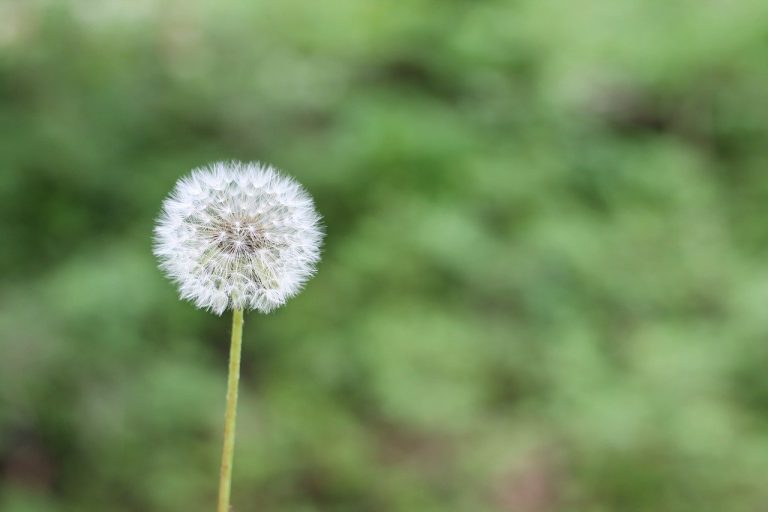 allergia primaverile rimedi naturali