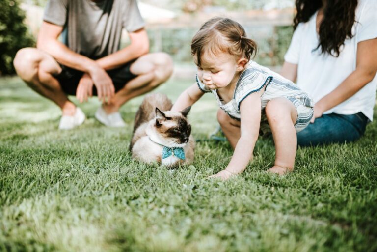 i migliori gatti per bambini